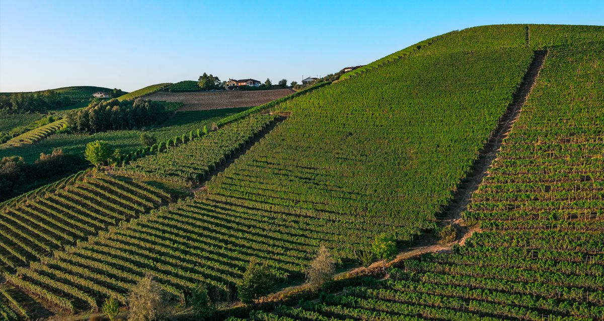Die Weinberge des Weingutes Luigi Giordano