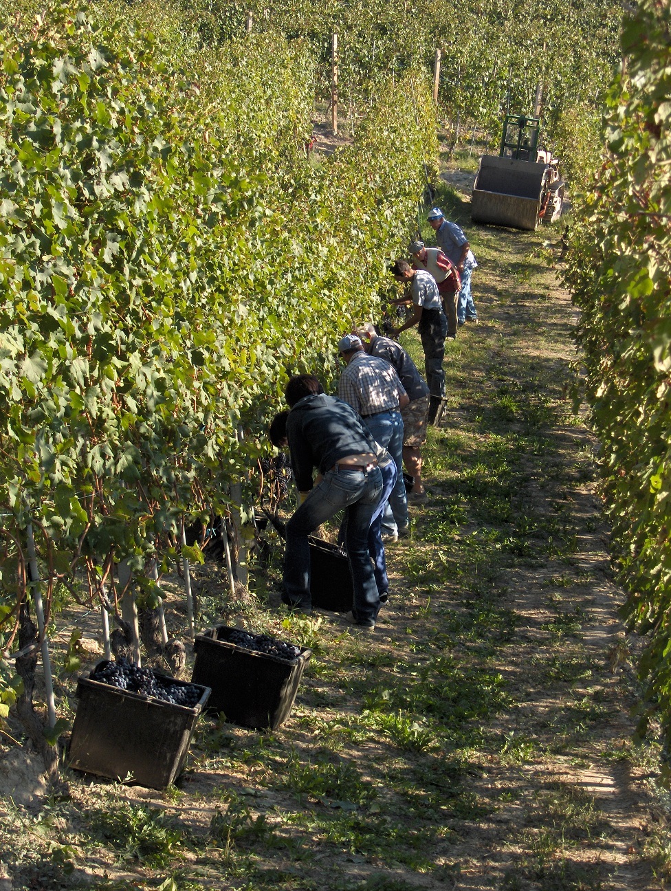 Weinbau in Piemont